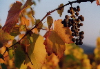 Weinrebe